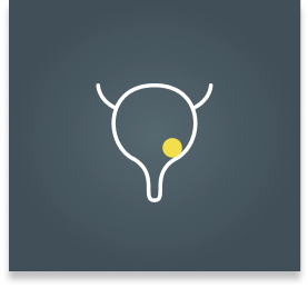 Bladder