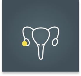 Ovary
